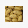 厂家直销 公司常年供应出口级土豆 欢迎订购