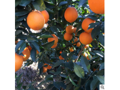 【现摘现发】正宗赣南脐橙10斤新鲜橙子当季水果玲珑果皮薄甜多汁