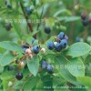 云南蓝莓苗价格 1年生蓝莓小苗接 蓝莓苗批发供应