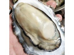 产地直供生蚝批发鲜活海鲜牡蛎带壳烧烤专用水产现捞现发新鲜海蛎