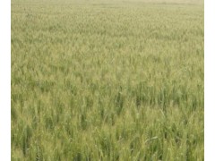 供应 特色农业种子绿小麦农大3588-2
