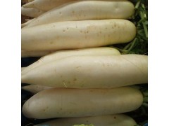 供应出口保鲜农产品白萝卜 专业品质绿色蔬菜白萝卜