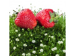东港天勤新鲜草莓 3斤省内包邮 九九红颜 有机草莓 国产草莓