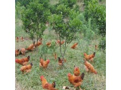 专业养殖跑山鸡 生态养殖 放心食用