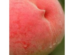 水蜜桃26.9元5斤包邮桃子新鲜鲜果水果桃绿色农产品果园正宗直发
