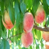 供应 新鲜水果 现摘水果 优质毛桃 桃子
