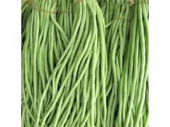 大量供应新鲜长豆角 天然种植 有机食品 批发价格优惠