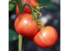 产地直供 新鲜蔬菜 西红柿放心菜不催熟 西红柿番茄批发0  价格面议