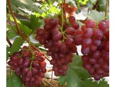 克瑞生葡萄 庆州葡萄种植园--天幕庄园