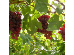 玫瑰香葡萄 庆城县庆州葡萄种植--天幕庄园