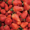 基地供应草莓 草莓苗 新鲜无公害 雨恋草莓 直销