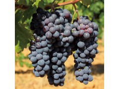 美国加州进口红提有籽大葡萄提子进口新鲜水果现摘现货特价批发
