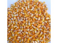 玉米种子 厂家直销玉米种子批发 量大从优