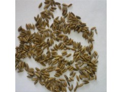 水稻种子 批发水稻种子 高产旱稻种子 稻谷种子水稻种子高产高抗* 产量高