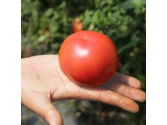 王黑旦西红柿 水果西红柿 12枚大果精品礼盒装