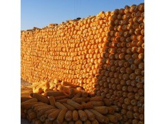 批发玉米干粒 玉米棒脱粒未加工 产地直供 量大优惠