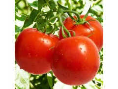 自有承包地种植 西红柿