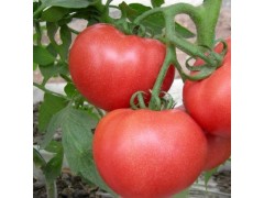 农产品批发 绿色无公害西红柿 美容蔬果番茄 新鲜蔬菜大批