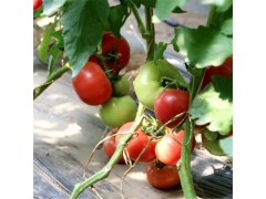 大量供应新鲜西红柿 天然种植 绿色食品