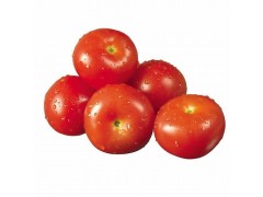 供应 西红柿 欢迎订购 质量保证