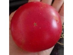 供应优质西红柿 新鲜蔬菜 无公害番茄 绿色无污染 现货直销 批发
