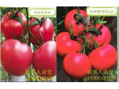 毛粉番茄种子——高产抗*不早衰