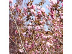 樱花树批发绿化花木行道点缀气味芳香 室内盆栽日本樱花小树