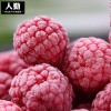 速冻红树莓 批发冷冻水果红树莓 厂家直销速冻水果