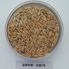 散装批发燕麦种子白燕7号 皮燕麦种子雀麦种子野麦子白燕麦