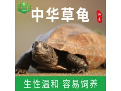 供应批发和滨南县草龟3斤只食用乌龟养殖基地场