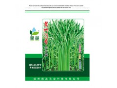 现货批发翠竹3号空心菜种子 叶片细长500克蔬菜种子基地农户选择