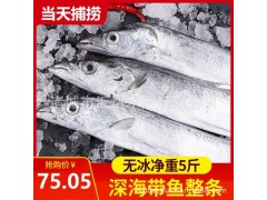 带鱼 渤海带鱼 小眼睛 当天捕捞 5斤装 支持OEM定制 量大优惠