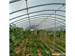 种植蔬菜温室大棚 蔬菜大棚设计