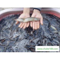 宣城现代渔业,泥鳅批量供应,安徽泥鳅养殖、