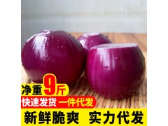 云南紫皮小洋葱10斤农家新鲜红皮圆葱自种蔬菜整箱洋葱头批发5斤