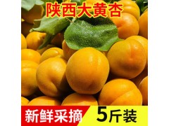 陕西金太阳大黄杏新鲜采摘一件代发新鲜杏子