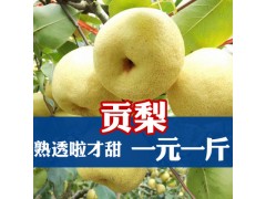 【顺丰速运】山西平遥贡梨酥梨新鲜水果脆甜贡梨非砀山梨酥梨梨子