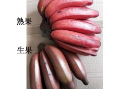 红皮香蕉3/5斤 福建南靖新鲜现割水果微商团购美人蕉包邮一件代发