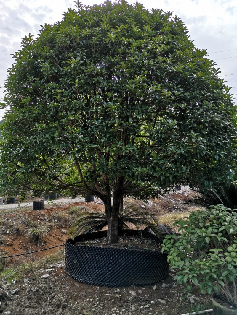桂花树20公分容器苗 袋苗 移植苗