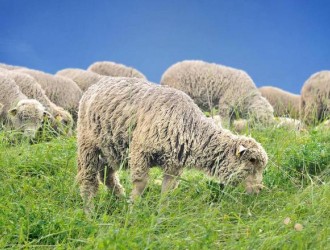 喂羊种植哪种牧草好