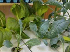 水培蔬菜：创新蔬菜种植方式，应对干旱和洪涝的好方法！